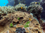 Concrete Printing's Eco-Friendly Role in Coral Reef Conservation