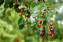 Unlocking the Potential of Antioxidants in Elderberry Supplements