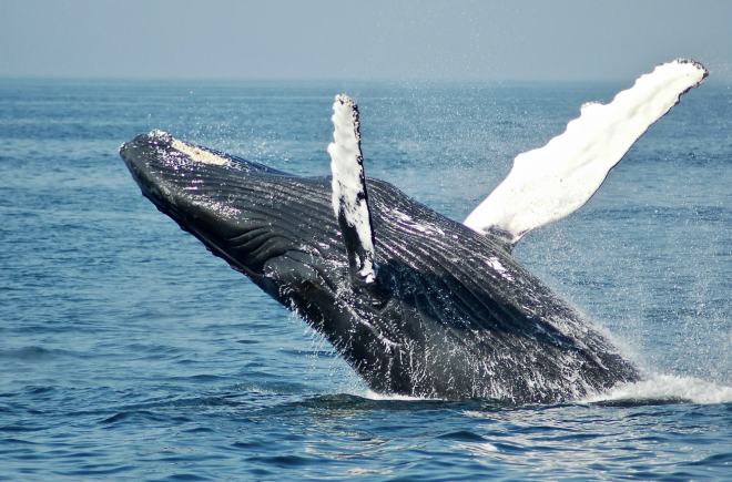 Whale Watching in Maui: Everything You Need to Know