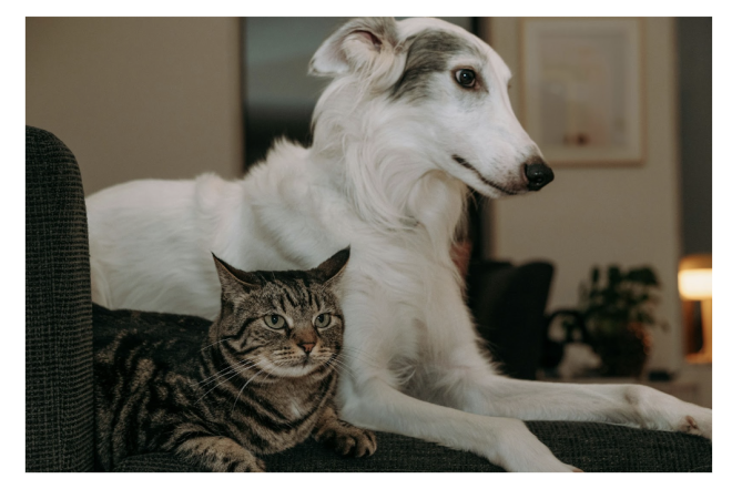 Your Ultimate Guide to Dog and Cat Boarding