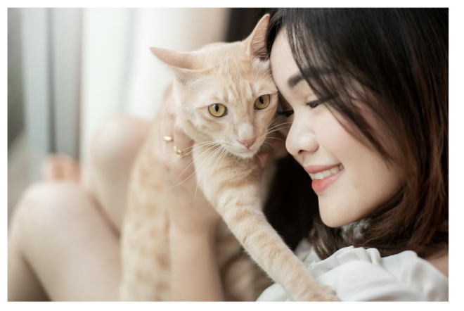 8 Misconceptions to Know About Cat Boarding