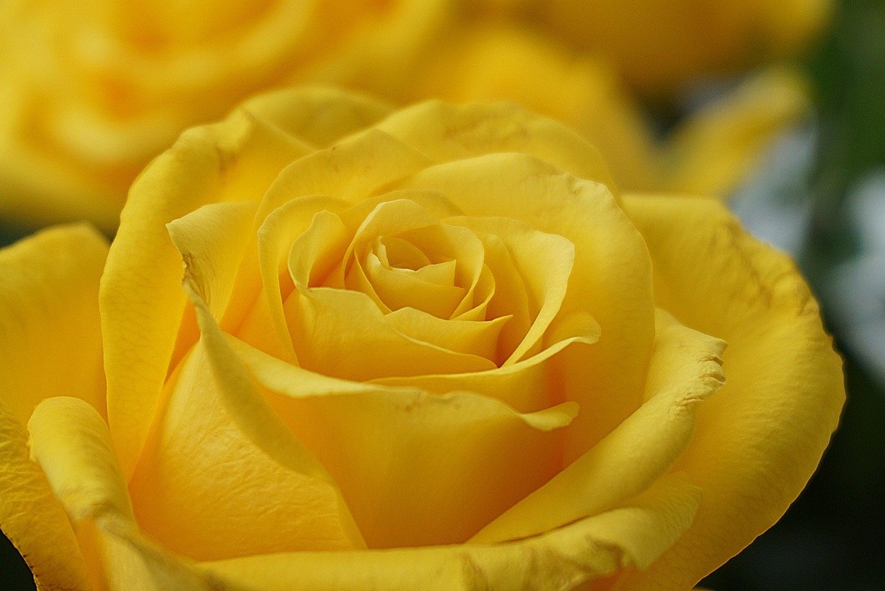 What Do Yellow Roses Mean? A Guide to Symbolism, History, and Styling