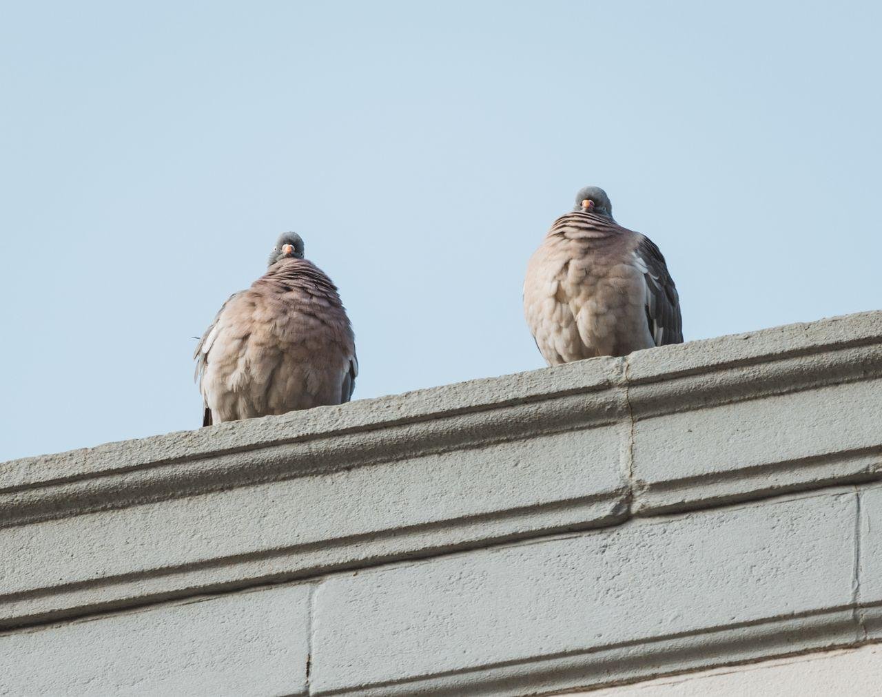 Bird Control for Schools, Hospitals and Public Buildings