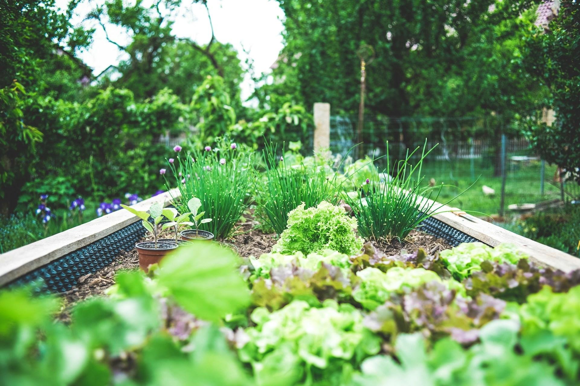 Urban gardening: How to prevent pests this autumn